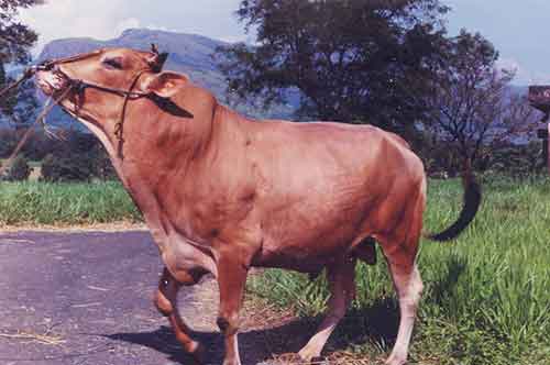 NATIONAL PROJECT FOR BOVINE BREEDING