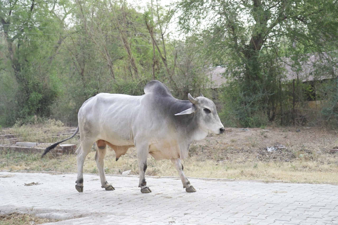 National Mission for Enhancing Bovine Productivity