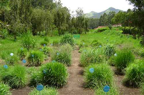 FODDER DEVELOPMENT PROGRAMME