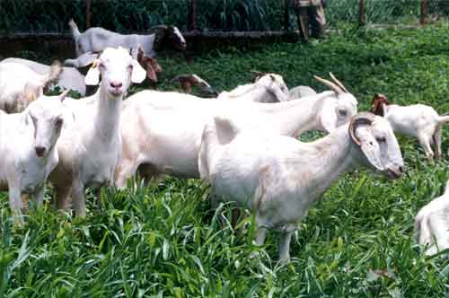 GOAT BREEDING CENTRE